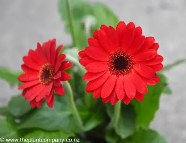 Gerbera 'Sweet Chilli' stunning, red flowers.