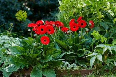 Gerbera 'Sweet Chilli' plants with elegant, red flowers.