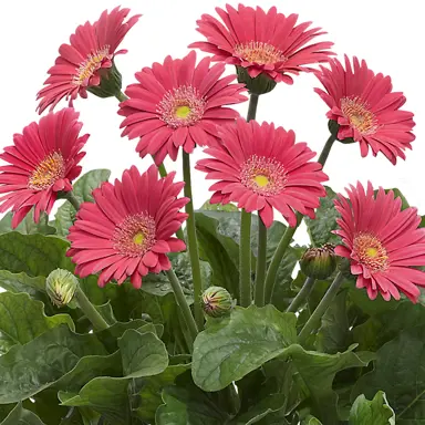 Gerbera 'Sweet Heart' plants with beautiful, pastel-pink flowers.
