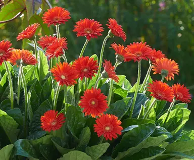 Gerbera 'Sweet Love' plants with stunning, red flowers.