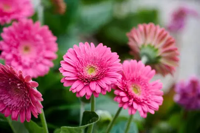 Stunning Gerbera 'Sweet Maggie' pink flowers.