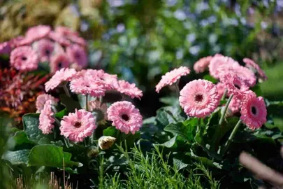 Gerbera 'Sweet Pastry' stunning pink flowers above lush, green foliage.