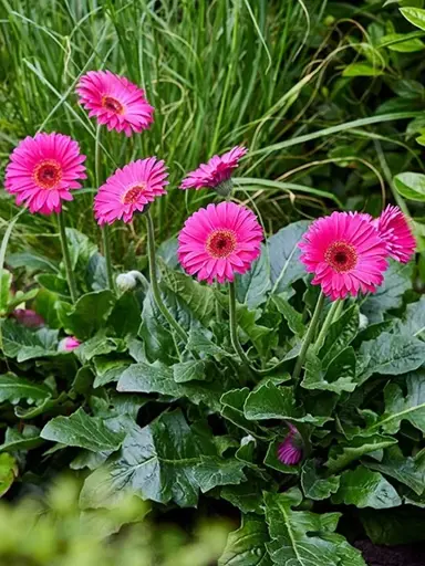 Gerbera 'Sweet Sparkle' plants in a garden featuring stunning pink flowers.