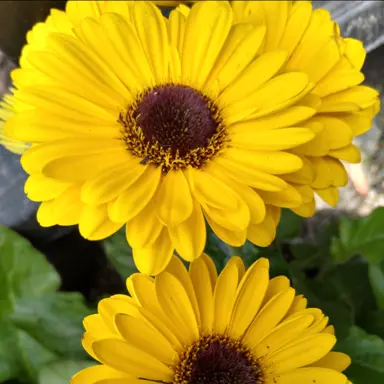 Gerbera 'Sweet Vibe' stunning yellow flowers.