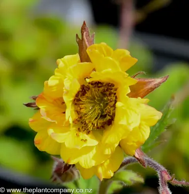 geum-can-can--1