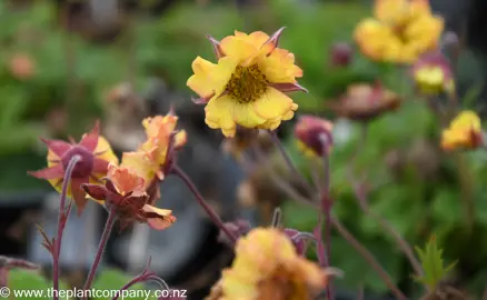 geum-can-can-