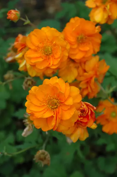 geum-fire-storm-