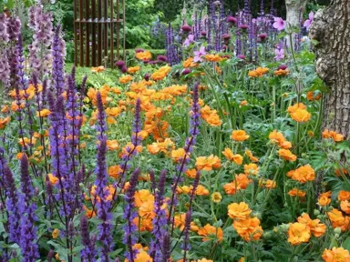 geum-fire-storm-1