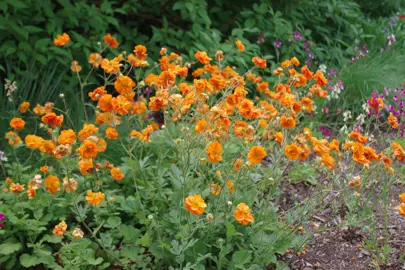 geum-fire-storm-2