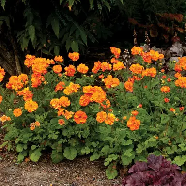 geum-fire-storm-4