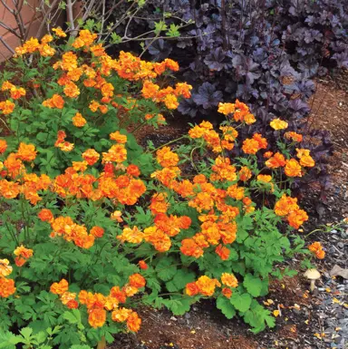 geum-fire-storm-5