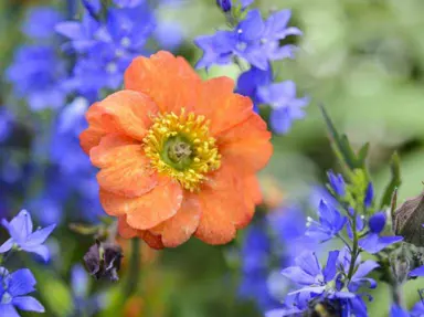 geum-fire-storm-6