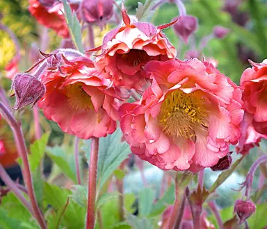 geum-pink-petticoats-