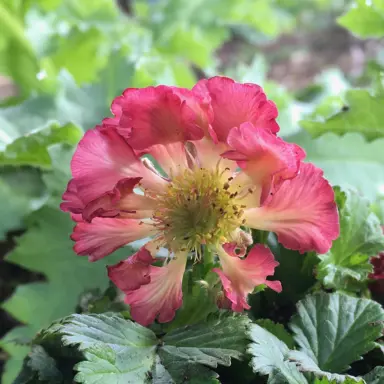 geum-pink-petticoats-1