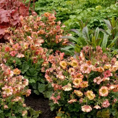 geum-pink-petticoats-3