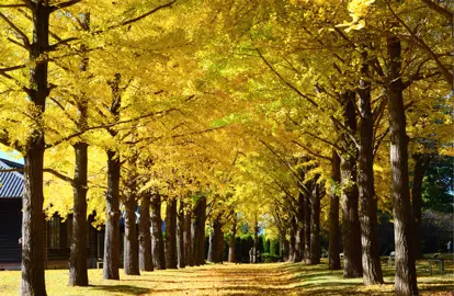 A colourful Ginkgo biloba avenue planting with large trees displaying yellow, autumn foliage.