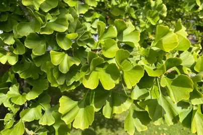 Ginkgo biloba green foliage.