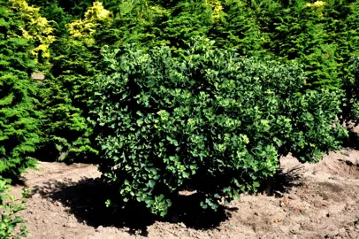 A small Ginkgo 'Jade Butterflies' tree.