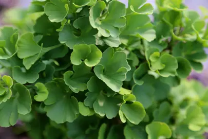 Ginkgo 'Jade Butterflies' green foliage.