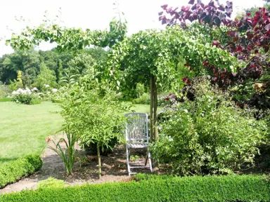 A Ginkgo biloba 'Little Weeper' tree in a mixed planting.