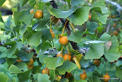 ginkgo-biloba-4