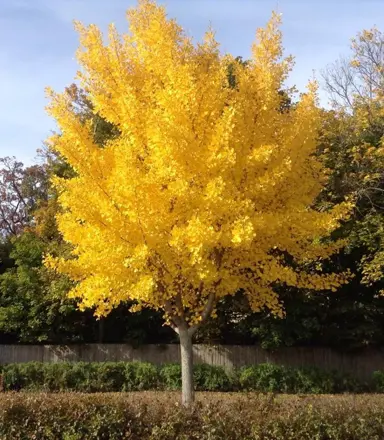 ginkgo-autumn-gold-