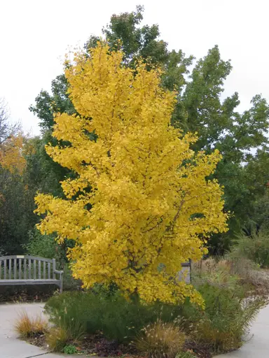 ginkgo-autumn-gold-1