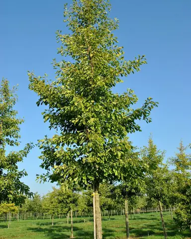 ginkgo-saratoga-