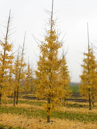 ginkgo-saratoga-2