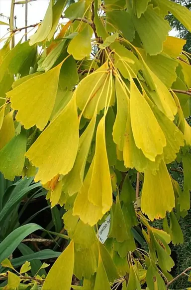 ginkgo-saratoga-3