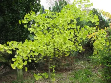 ginkgo-little-weeper-