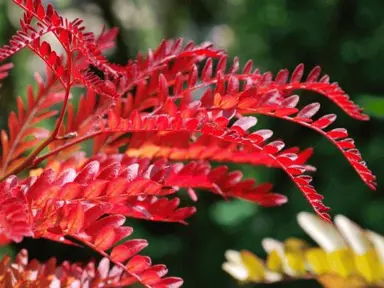 gleditsia-ruby-lace-3