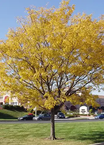 gleditsia-skyline-4