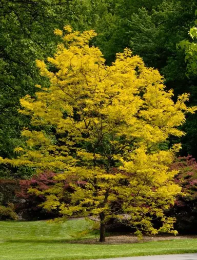 gleditsia-sunburst-4