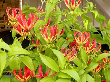 Gloriosa rothschildiana climber with stunning, red and yellow flowers.