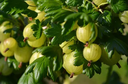 A Gooseberry 'Invicta' shrub with yellow berries amidst lush, green foliage.