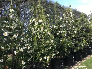gordonia-red-tips-