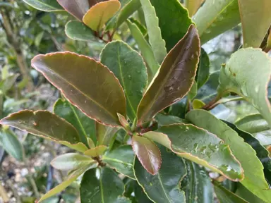 gordonia-red-tips-2
