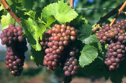 grape-pinot-gris-