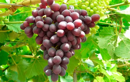 thumbnail interactive-video image 1 of Ruby Red Seedless Live Grape Plant – 1-2 Year Old, Ready For Planting 1 of 3