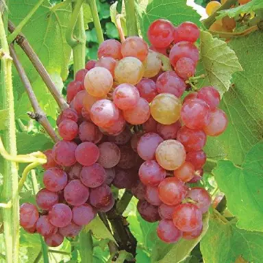 grape-candice-seedless-