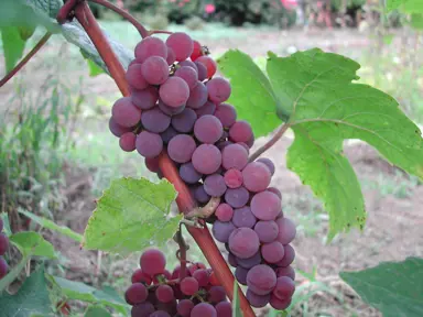 grape-candice-seedless-1