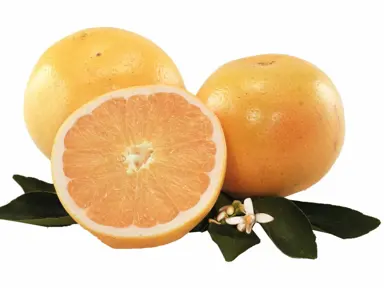 Grapefruit 'Hawaiian' blush orange coloured fruit.