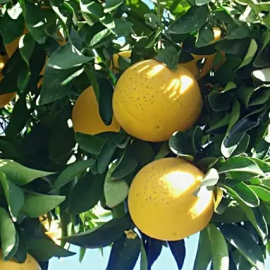 Grapefruit 'Wheeny' light orange fruit on a tree.