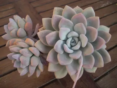 Graptoveria 'Opalina' plant with powder grey foliage tinged with pink.