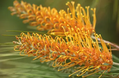 Grevillea 'Aussie Gold' stunning yellow flowers.