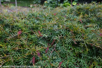 Lush Grevillea 'Bronze Rambler' plant.