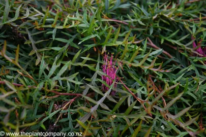 A pink flower in a lush Grevillea 'Bronze Rambler' plant.