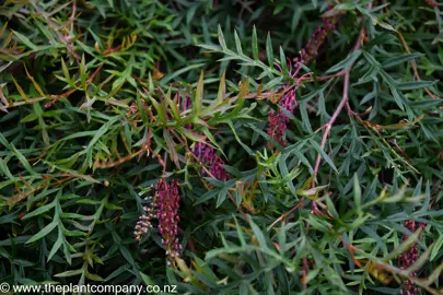 Pink flowers on a lush Grevillea 'Bronze Rambler' plant.