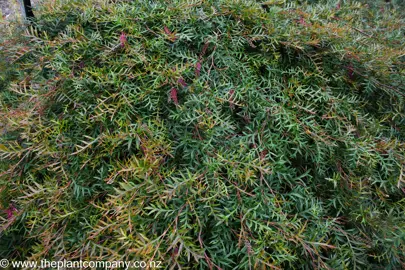 Lush Grevillea 'Bronze Rambler' plant growing as a ground cover.